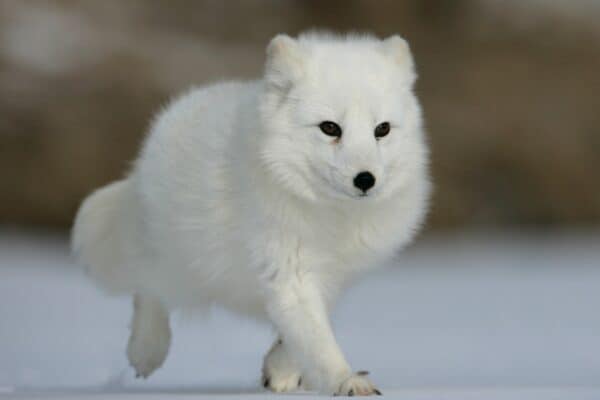 The Arctic Fox has a keen sense of smell and can detect lemmings in their nests under the snow.