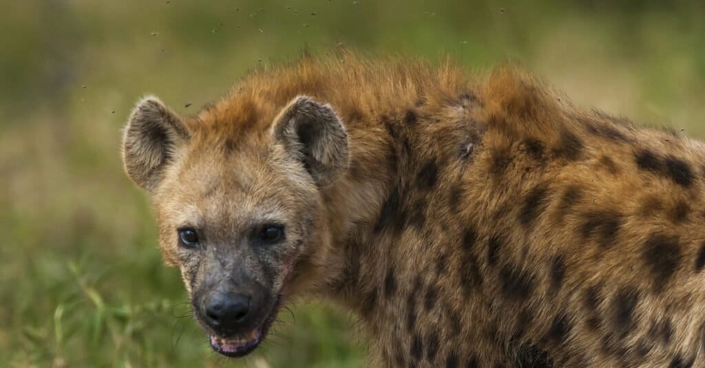 hyena bite