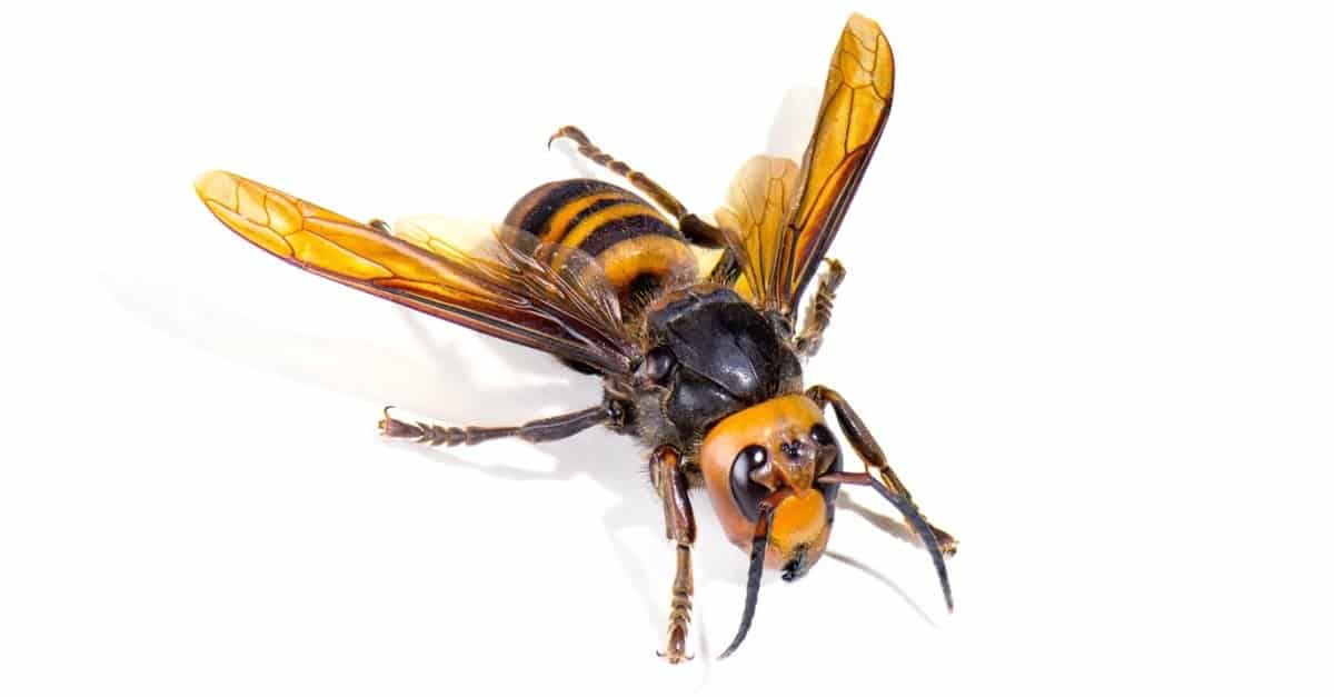 Executioner Wasp vs Asian Giant Hornet - AZ Animals