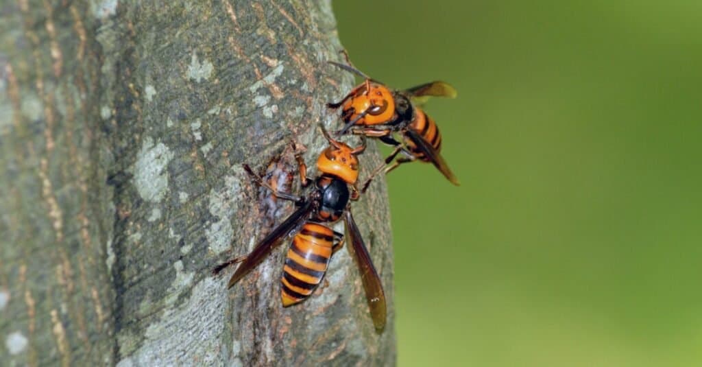 Asian Giant Hornets