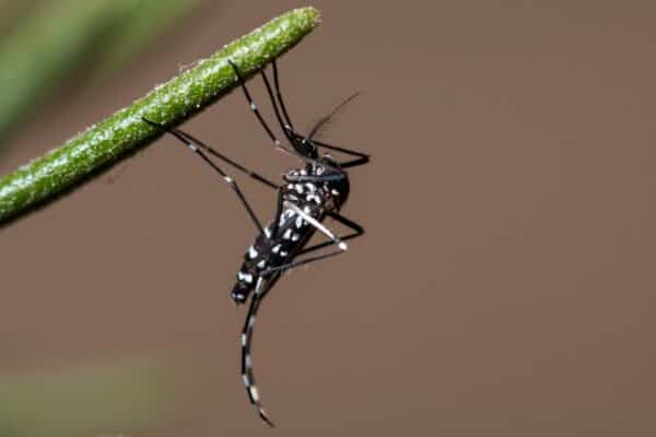The Asian Tiger Mosquito is responsible for transmitting several diseases, including the West Nile virus.