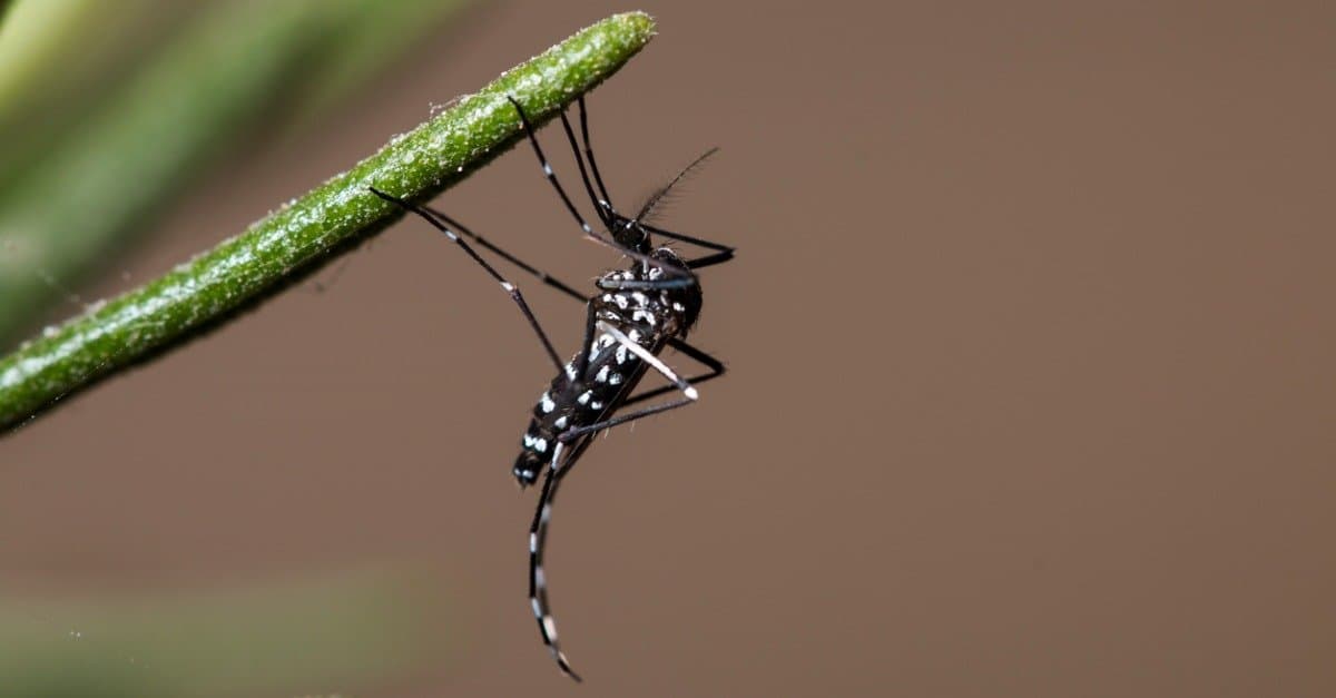 Asian Tiger Mosquito