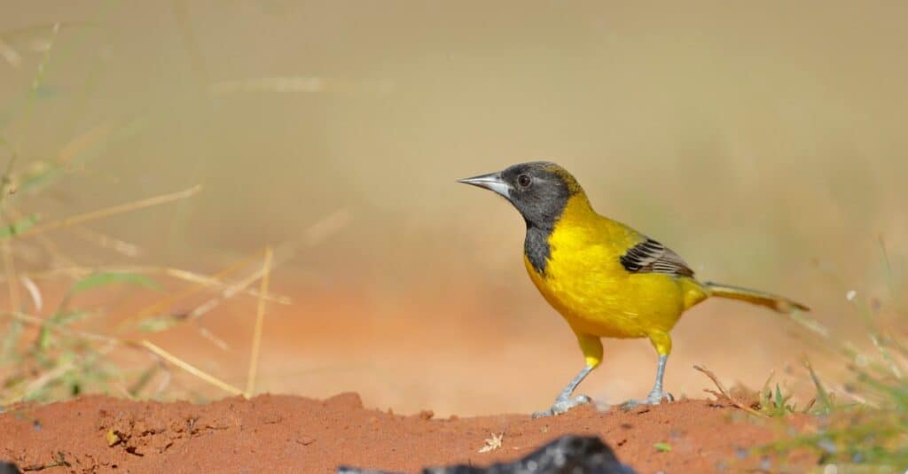 Birds with yellow chests: Audubon's Oriole