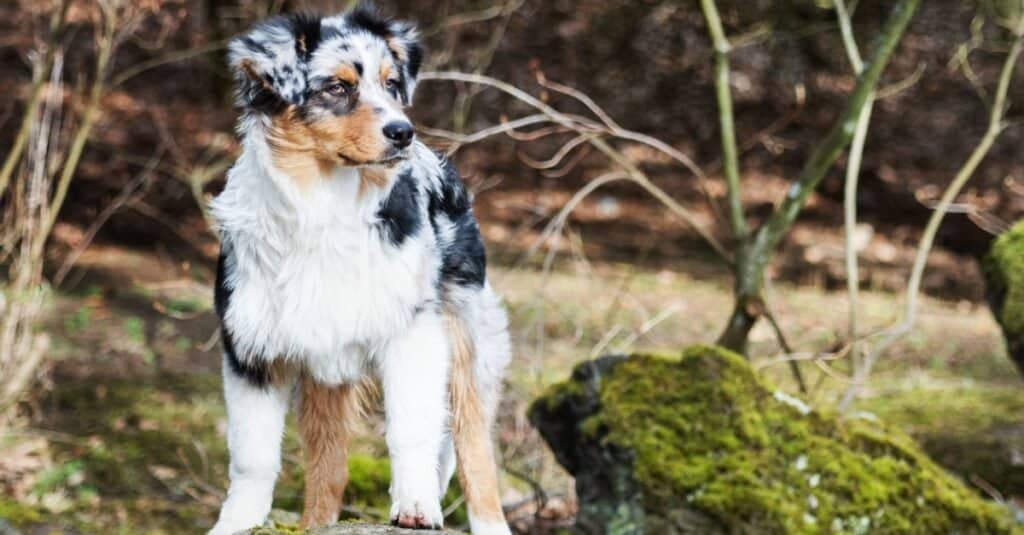 Australian Shepherd standing on a moss covered rock