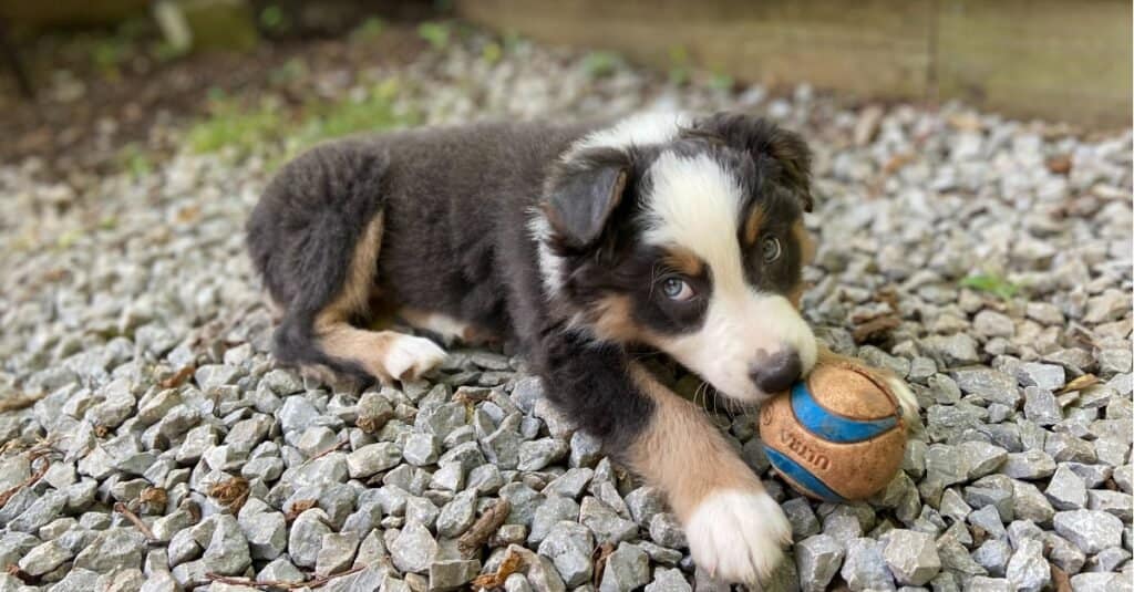 Australian Shepherd puppy laying in rocks with its ball
