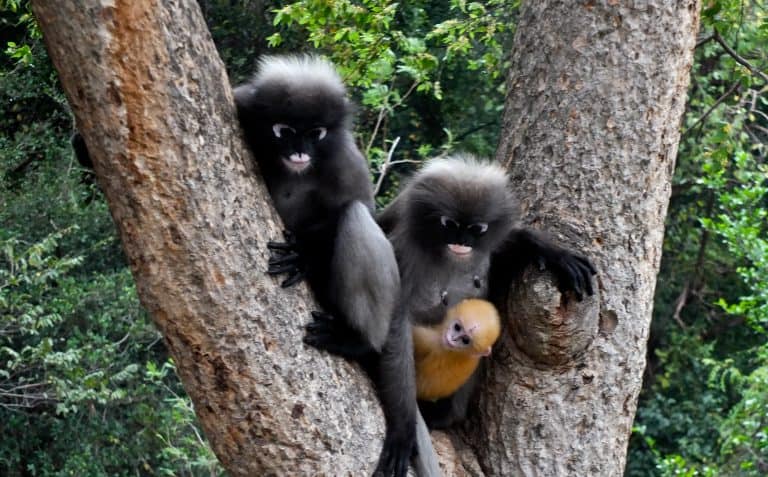Baby Monkey: 5 Fascinating Facts and 5 Adorable Pictures - A-Z Animals
