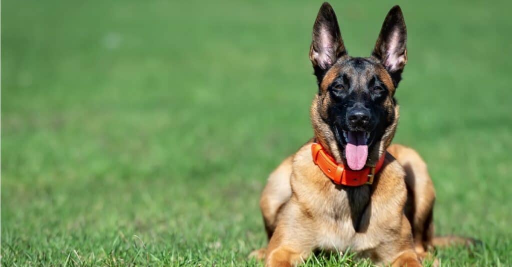 Belgian Malinois with orange collar and tongue out