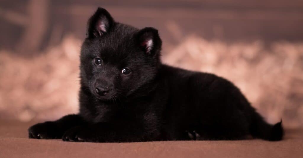Belgian Shepherd puppy laying down with blurred background