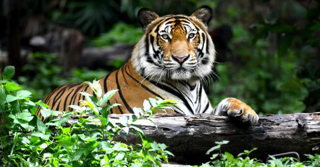 Bengal tiger laying in brush