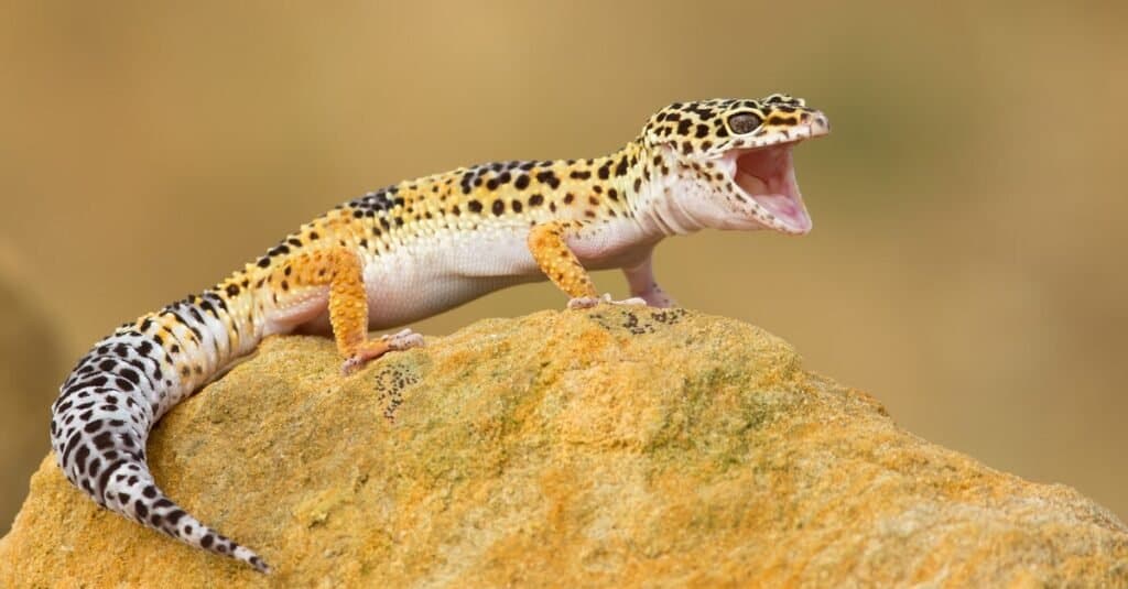 are geckos poisonous to dogs