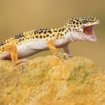 The leopard gecko (Eublepharis macularius) is a cathemeral, ground-dwelling lizard naturally found in the highlands of Asia and throughout Afghanistan, to parts of northern India.