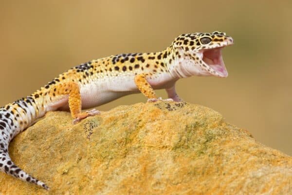 The leopard gecko (Eublepharis macularius) is a cathemeral, ground-dwelling lizard naturally found in the highlands of Asia and throughout Afghanistan, to parts of northern India.