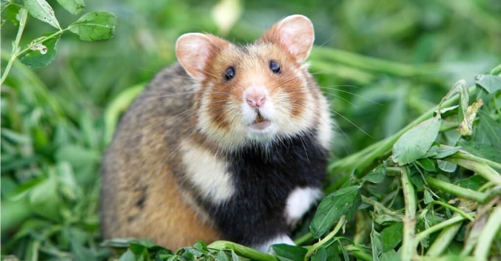 Dwarf Hamster Animal Facts  Cricetulus barabensis - A-Z Animals