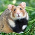 Hamsters make great pets for school-aged children because though they are low maintenance, they are super fun to play with and watch and are quite interactive with people and their environment.