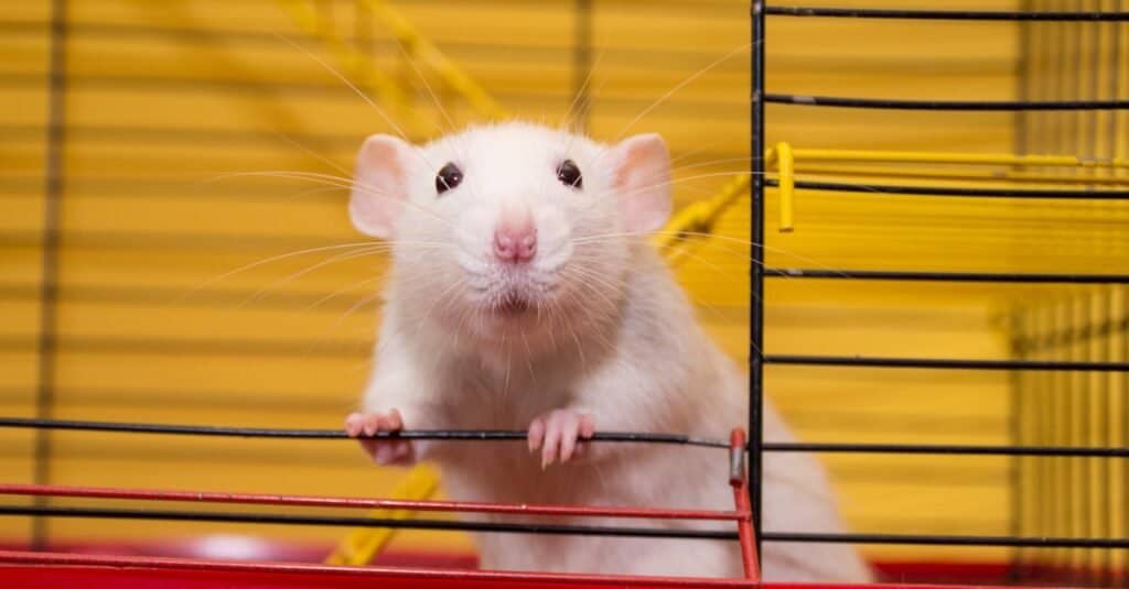 How long do rats live?