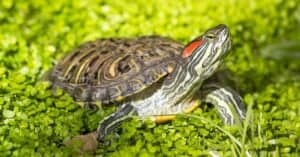 What Do Red-Eared Sliders Eat? Their Diet Explained Picture
