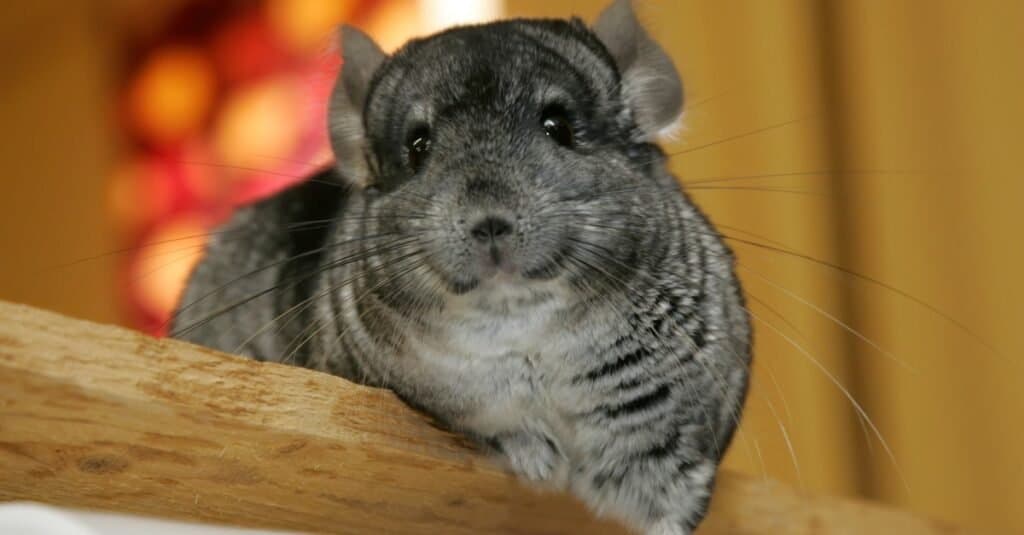 How long do chinchillas live?