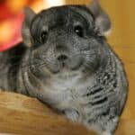 Clean, relatively odor-free, hyperactive and lovers of attention, chinchillas can make excellent pets for apartment dwellers in the right climate.