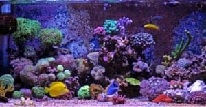 10 Types of Saltwater Fish and Which Make the Best Pets Picture