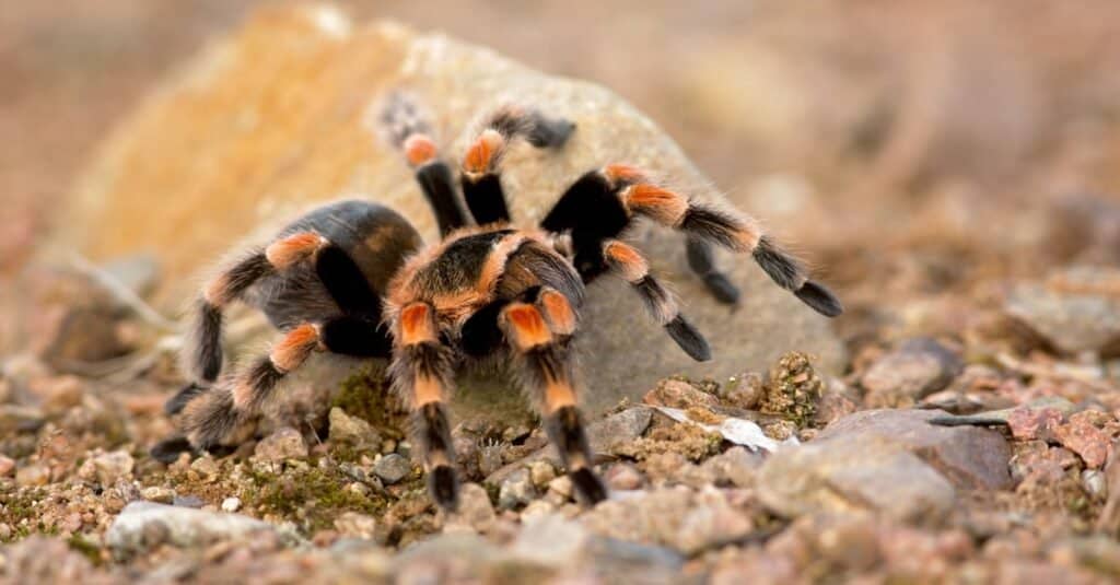 Tarantula crawling on rocks