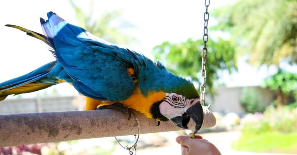 How long do parrots live?