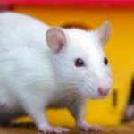 Rats make loving apartment pets and companions. Their small size and relatively easy care make them perfect for small apartments.