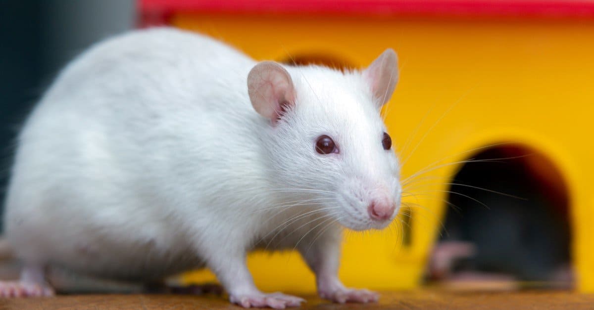 Fancy Dumbo Albino Rat