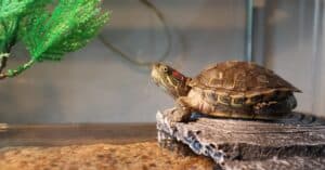 Turtle Lifespan: How Long Do Turtles Live? Picture