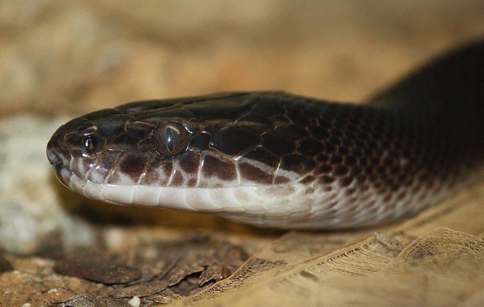 How to Choose the Best Pet Snake for You