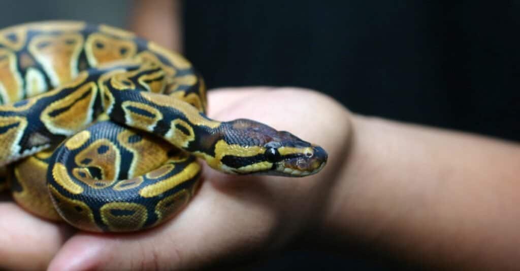 How long do ball pythons live?