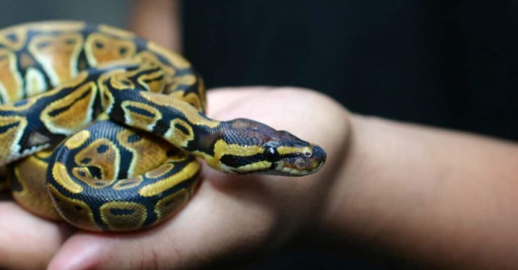 king cobra vs python