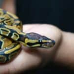 Ball pythons are named after their natural defensive behaviors. They tend to curl up into a ball with their head toward the center of the ball when threatened.