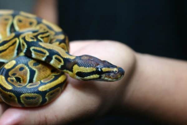 Ball pythons are named after their natural defensive behaviors. They tend to curl up into a ball with their head toward the center of the ball when threatened.