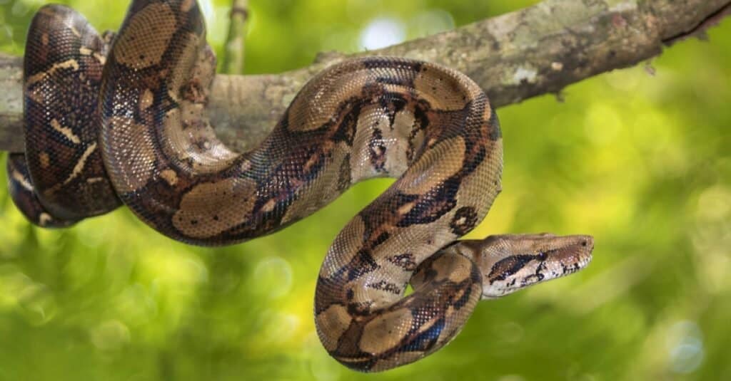 Boa Constrictors Breathe While Crushing Prey