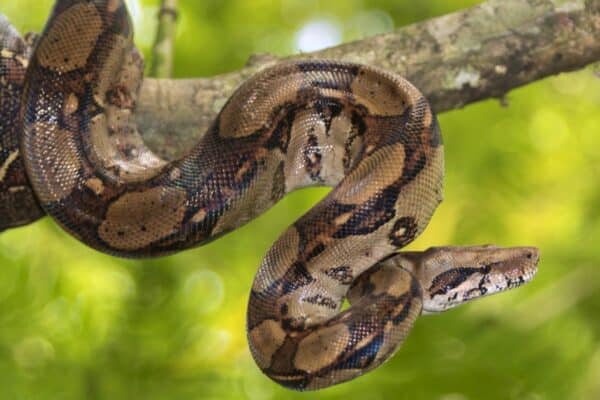 Boa constrictors are non-venomous snakes famous for their method of subduing prey: squeezing, or constricting, it to death.