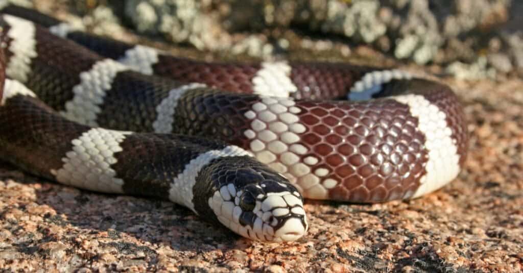 King snake vs rattlesnake