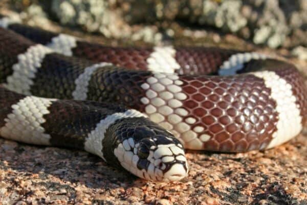 California Kingsnakes (Lampropeltis californiae) are called kingsnakes because they sometimes eat other snakes, as does the king cobra.