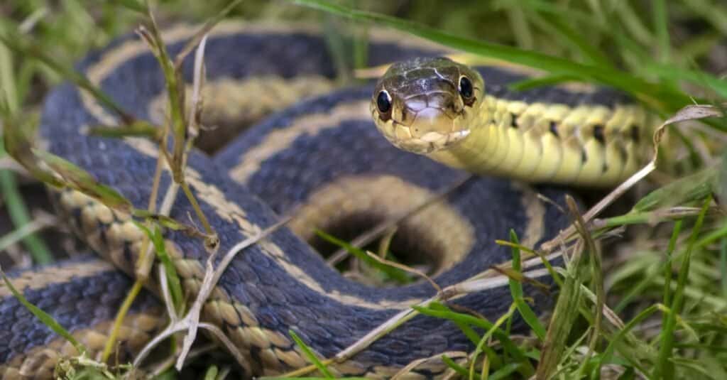 Common garter snakes may vary in appearance, but predominantly have light colored stripes on a dark ground bakground.