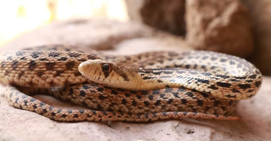 Gopher snake vs rattlesnake