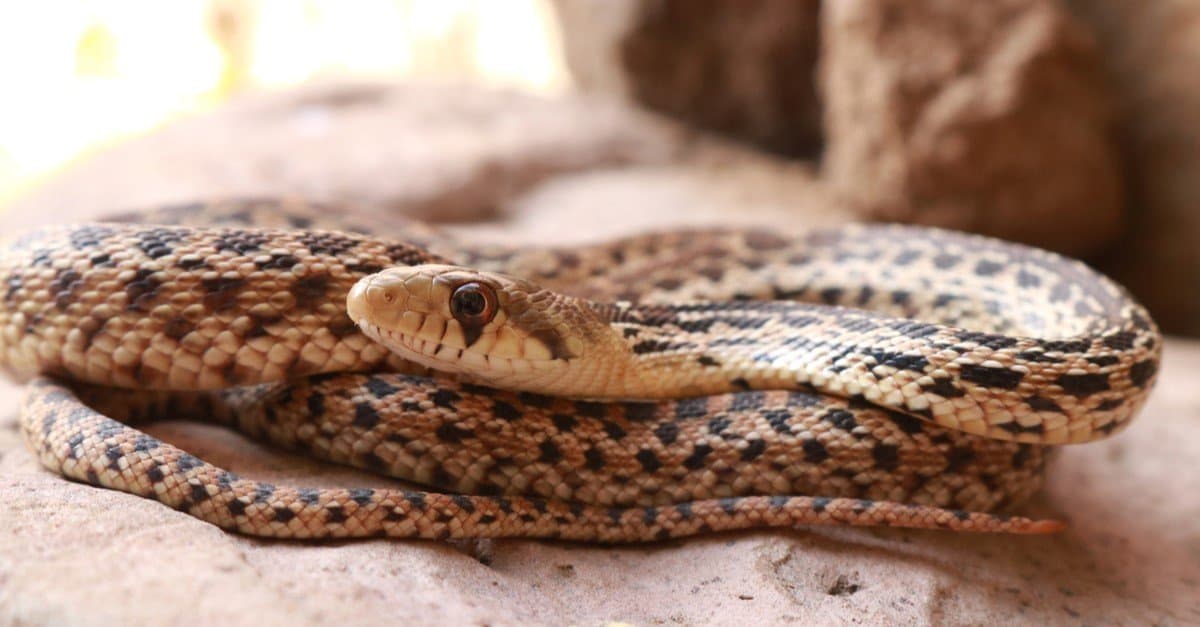 can a gopher snake kill a dog