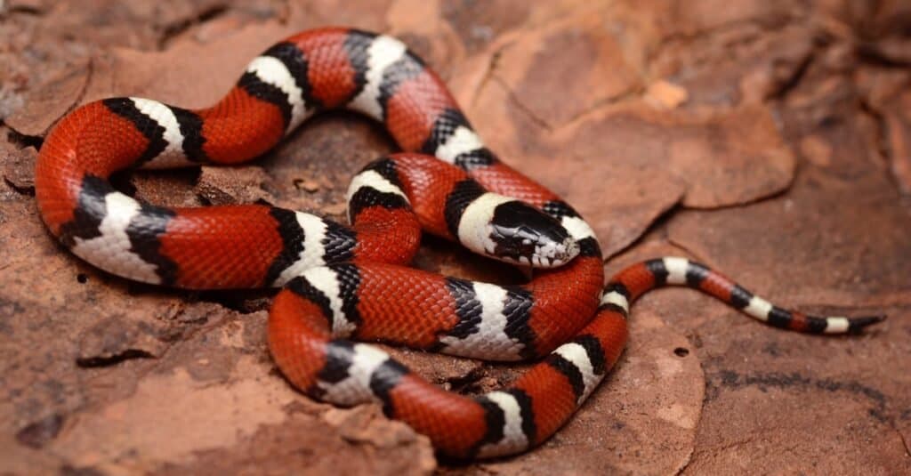 Coral Snakes in Florida