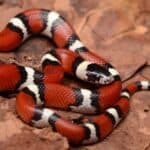 Louisiana Milk-snake found after a fall cold front blew through southeast Texas. The common name 