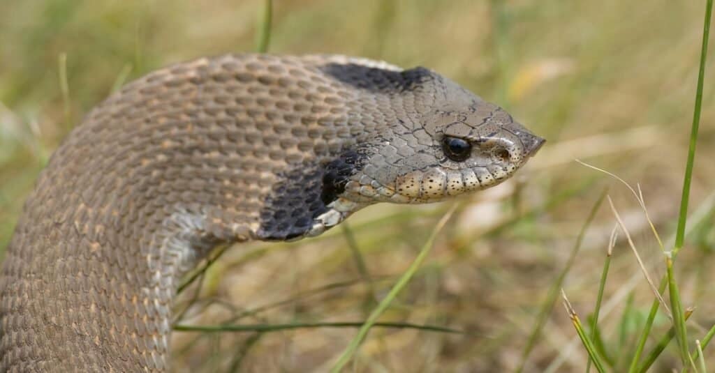 Plains Hognose Snake Pictures - AZ Animals