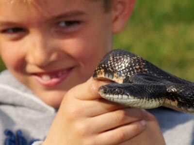 A Our Top 10 Picks for Best Pet Snakes in 2024