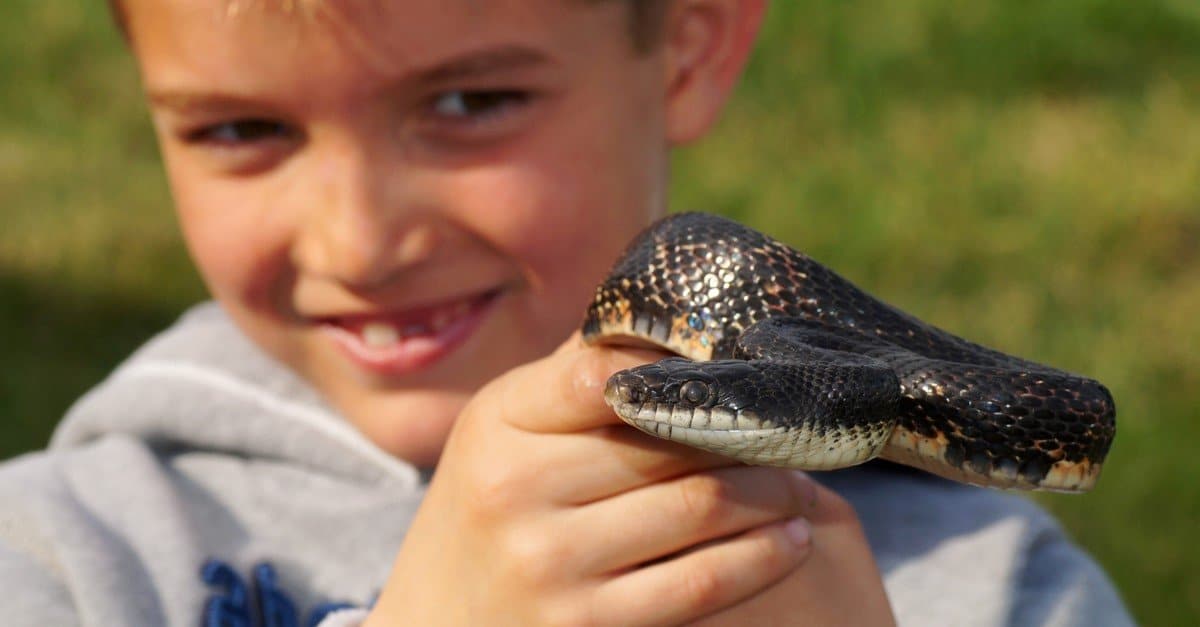 pet snakes for beginners