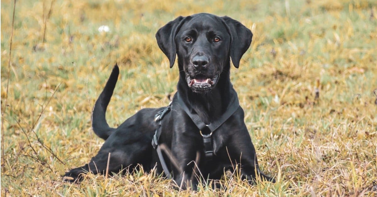 adult Black Lab laying in the grass