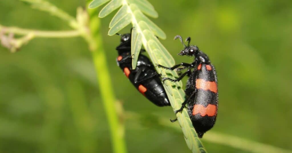 Blister Beetle