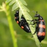 If you see the blister beetle, refrain from touching it; this insect shouldn't be handled.