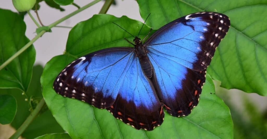 rare butterflies of the world