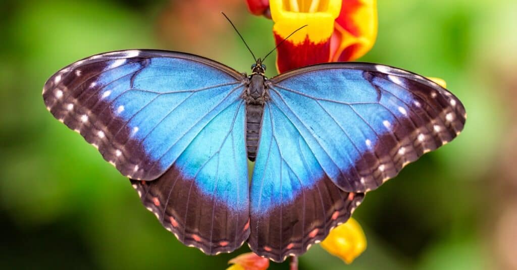 Blue morpho butterfly